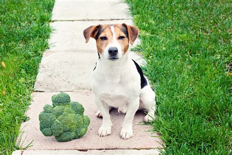 cachorro pode comer brocolis
